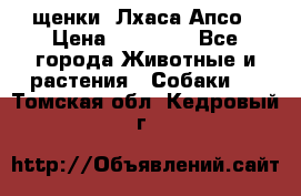 щенки  Лхаса Апсо › Цена ­ 20 000 - Все города Животные и растения » Собаки   . Томская обл.,Кедровый г.